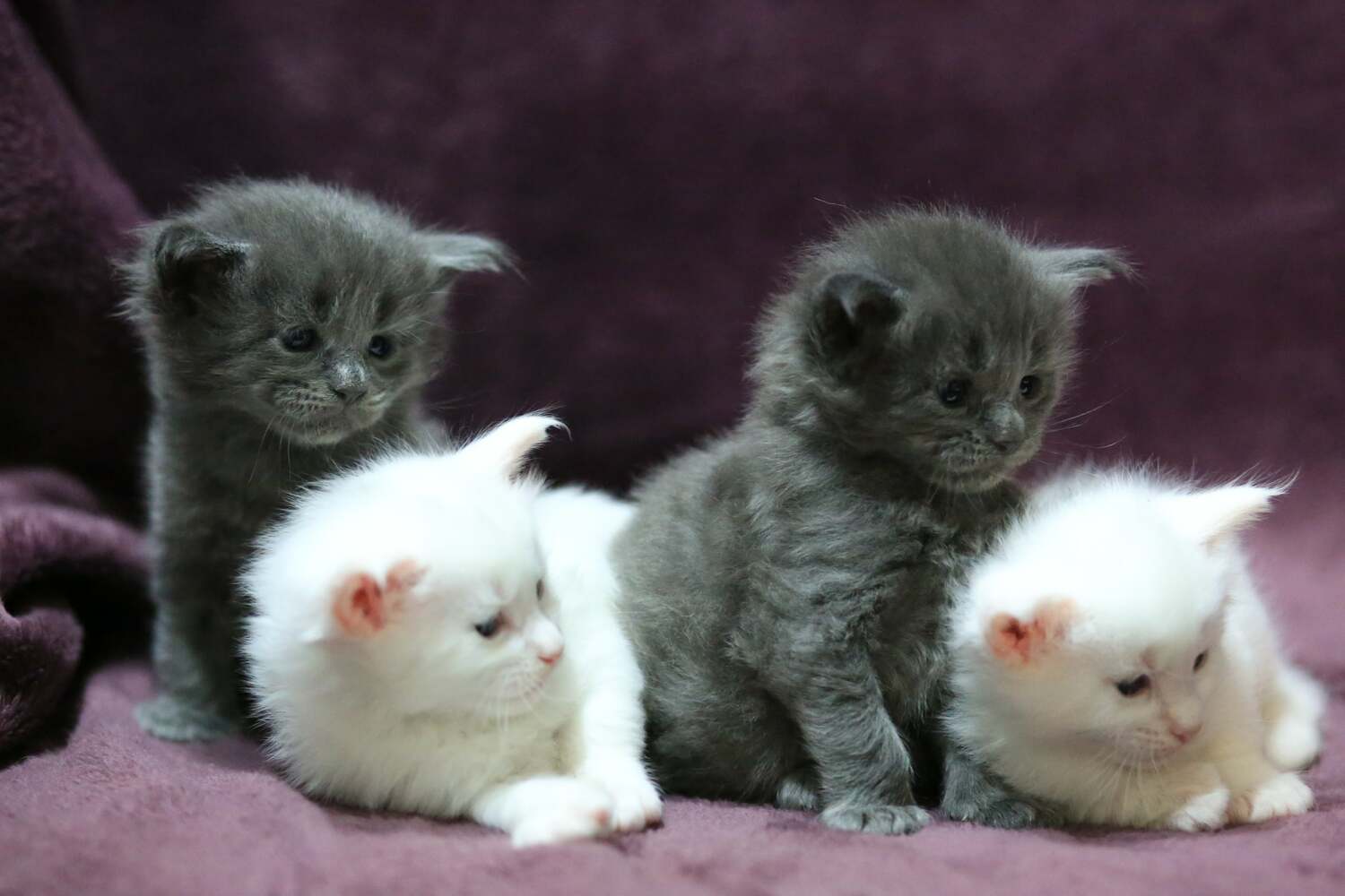 Здоровые котята. Родители тестированы на генетические заболевания Healthy kittens. Parents tested for genetic diseases