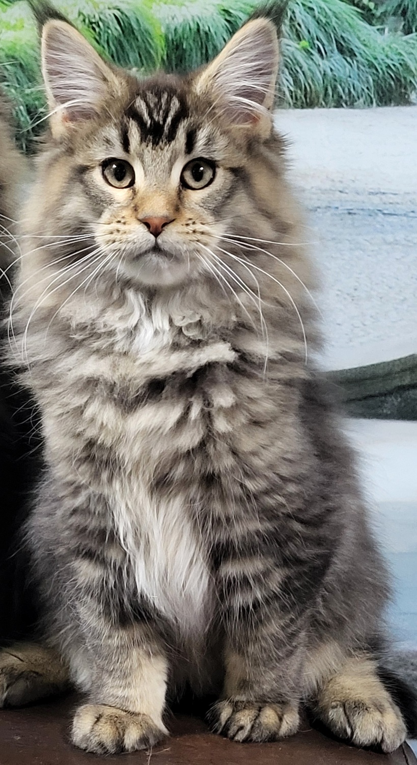 мейкун голубой серебристый тигровый окрас мейкун